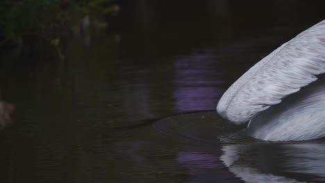 Pelícano-Dálmata-Sumergiendo-Su-Cabeza-Y-Cuello-En-El-Lago-Para-Pescar-Comida