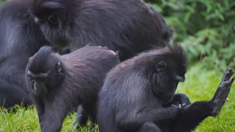 Tropa-De-Monos-Macacos-Crestados-De-Celebes-Arreglando-Sus-Pieles-En-La-Jungla