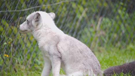 Pequeño-Cachorro-De-Zorro-ártico-Temblando-De-Brisa-En-La-Exhibición-Del-Zoológico-Con-Valla