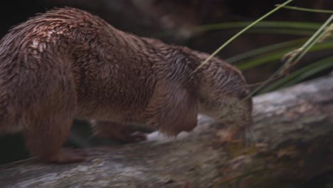 Nutria-Euroasiática-Con-Pelaje-Húmedo-Cruzando-El-Arroyo-En-Troncos-De-árboles-Hasta-La-Orilla-Rocosa