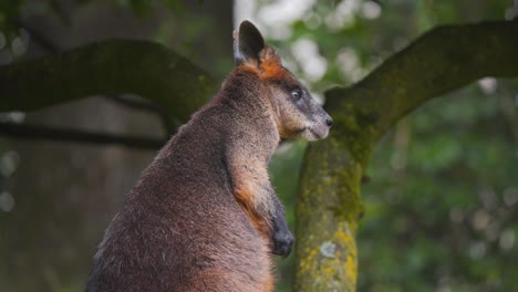 Pelziges-Sumpfwallaby,-Das-Neben-Einem-Baum-Steht-Und-Sich-Den-Bauch-Kratzt