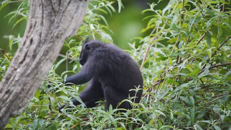 Celebes-Crested-Macaque-sitting-on-tree-top,-picking-leaves-to-eat