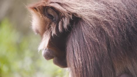 Male-Gelada-baboon-monkey-with-brown-furry-mane-chewing-on-grass