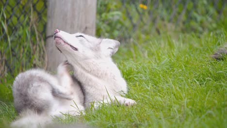 Arctic-fox-lying-in-grass-in-zoo-exhibit,-scratching-itself-with-leg