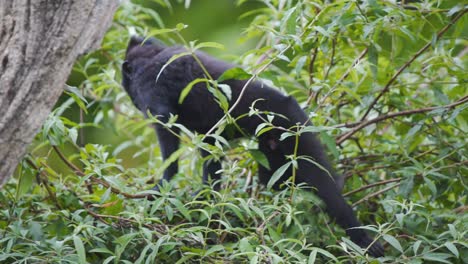 Celebes-Crested-Macaque-climbing-in-tree-twigs,-branches-and-leaves