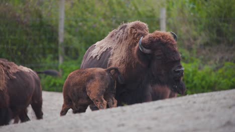 Mausernde-Amerikanische-Bisonkuh,-Die-Ihr-Unruhiges-Kalb-In-Der-Zooausstellung-Säugt