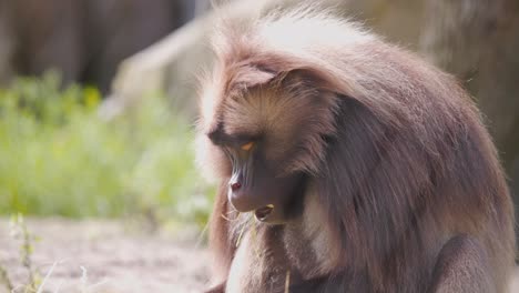 Furry-male-Gelada-baboon-monkey-eating-grass-near-rocks-in-zoo-exhibit