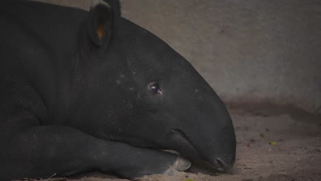 Malaiischer-Tapir,-Der-Im-Zoohöhlenschutz-Auf-Dem-Boden-Liegt-Und-Faul-Kaut