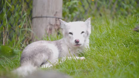 Polarfuchsjunges,-Das-Faul-Im-Grünen-Gras-In-Der-Zooausstellung-Mit-Zaun-Liegt