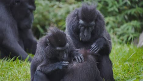 Tropa-De-Monos-Macacos-Con-Cresta-De-Celebes-Preparándose-Unos-A-Otros-Para-Las-Pulgas