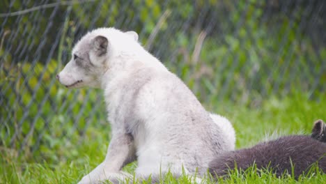 Polarfuchsjunges-Mit-Weißem-Fell,-Das-Sich-In-Der-Zooausstellung-Kratzt