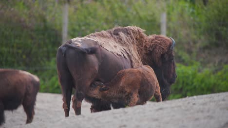 Mausernde-Amerikanische-Bisonkuh,-Die-Ihr-Tänzelndes-Kalb-In-Der-Zooausstellung-Säugt