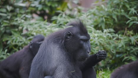 Celebes-Crested-Macaque,-Der-Unter-Anderen-Affen-Auf-Grasstiel-Kaut