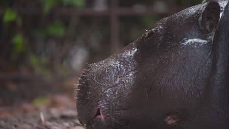 Cabeza-De-Hipopótamo-Pigmeo-Mojado-Acostado-En-Exhibición-En-El-Zoológico,-Parpadeando