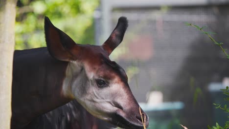 Okapi-Parado-A-La-Sombra-De-Un-árbol-En-La-Exposición-Del-Zoológico-Olfateando-Tallos-Largos-De-Hierba