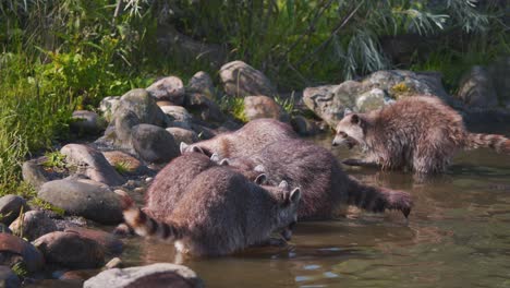 Kinderstube-Von-Waschbären,-Die-Sich-Am-Flussufer-Versammelt-Haben,-Um-Wasser-Zu-Fressen-Und-Zu-Trinken