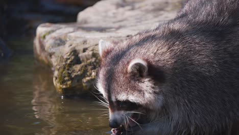 Mapache-Rociando-Su-Comida-En-Una-Piscina-De-Agua-Para-Comerla-Con-Sus-Patas