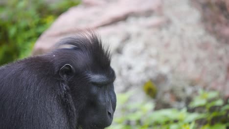 Celebes-Crested-Macaque-monkey-chewing-on-food-by-jungle-rock