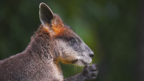 Adorable-Canguro-Wallaby-De-Pantano-Comiendo-Perezosamente-Hierba-De-Sus-Patas