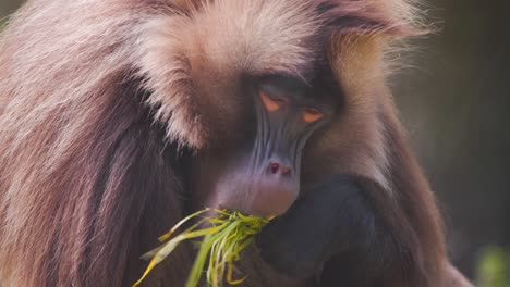 Mono-Babuino-Gelada-Macho-Con-Pelaje-Marrón-Alimentándose-De-Hierba-Y-Masticando