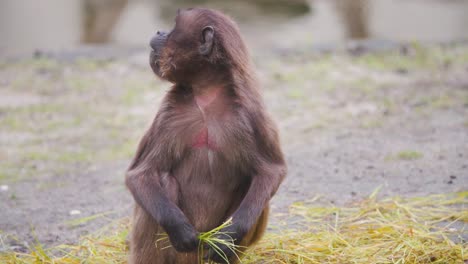 Gelada-baboon-monkey-gathering-grass-for-eating,-looking-up-distracted