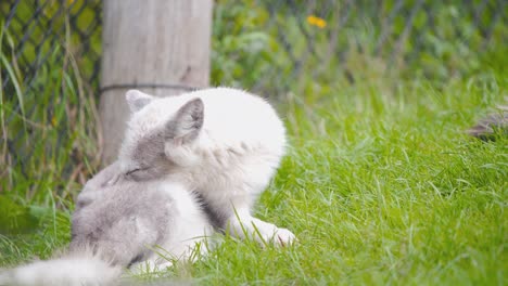 Polarfuchsjunges,-Das-Sein-Fell-Mit-Der-Zunge-In-Einer-Grasbewachsenen-Zooausstellung-Putzt