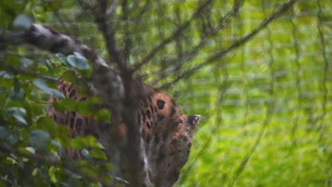 Amur-Leopard-standing-behind-jungle-bush,-looking-and-stepping-down