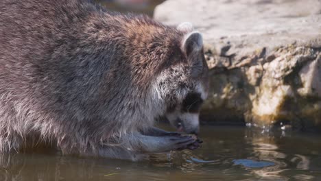 Waschbär-Steht-Im-Pool-Und-Wäscht-Sein-Essen,-Bevor-Er-Es-Isst