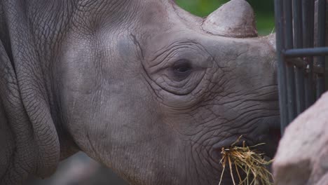 Spitzmaulnashorn,-Das-Heu-Aus-Eisenfutterkäfig-In-Der-Zooausstellung-Frisst