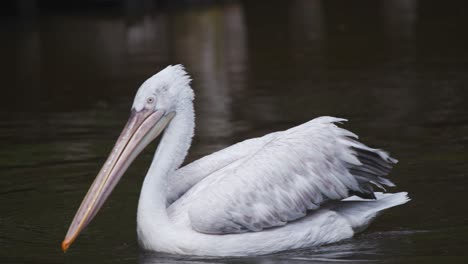 Elegante-Pelícano-Dálmata-A-La-Deriva-En-El-Lago-Del-Zoológico-En-Busca-De-Comida