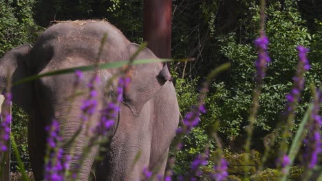 Asian-elephant-eating-hay-with-its-trunk-behind-lavender-stalks-in-zoo