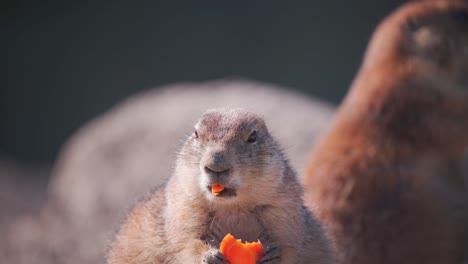 Prairie-dog-eating-carrot-slice,-other-blurred-prairie-dog-behind