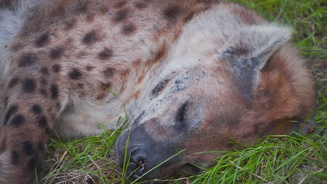 Pelzige-Tüpfelhyäne,-Die-Im-Grünen-Gras-Im-Zoo-Von-Rotterdam-Schläft