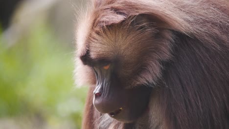 Male-Gelada-baboon-monkey-with-brown-fur-and-mane-chewing-on-food