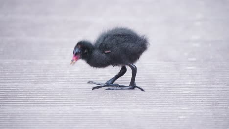 Eurasisches-Blässhuhn-Küken-Mit-Schwarzen-Flusen,-Die-Mit-Seinem-Schnabel-Die-Promenade-Picken