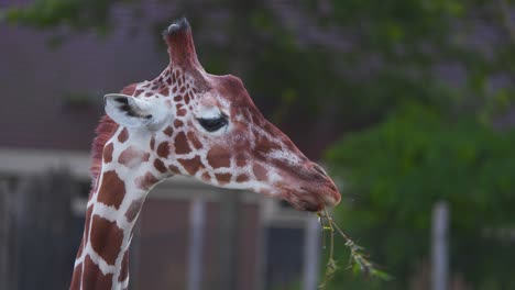 Cabeza-Y-Cuello-De-Jirafa-Reticulada-Comiendo-Ramitas-En-Exhibición-En-El-Zoológico