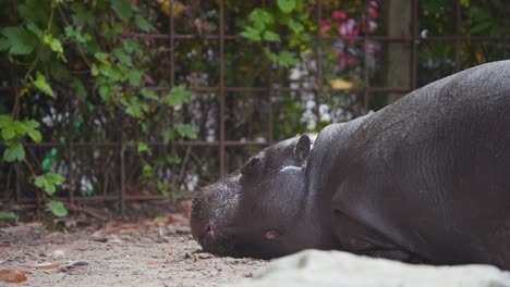 Nasses-Zwergflusspferd,-Das-Still-In-Der-Zooausstellung-Liegt-Und-Mit-Dem-Ohr-Wackelt