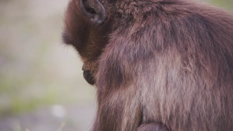 Mono-Gelada-Babuino-Preparando-Hierba-Para-Comer,-Foto-De-Perfil