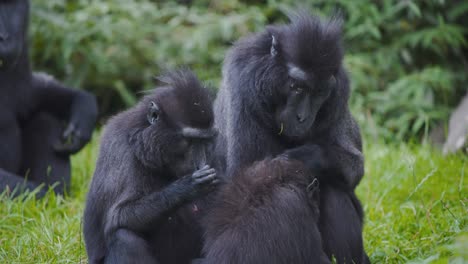 Zwei-Celebes-Crested-Macaque-affen,-Die-Pelz-Des-Dritten-Affen-Pflegen