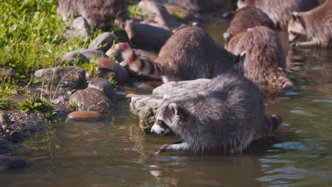 Grupo-De-Mapaches-Parado-En-El-Río-Y-Empapando-Su-Comida-En-La-Orilla