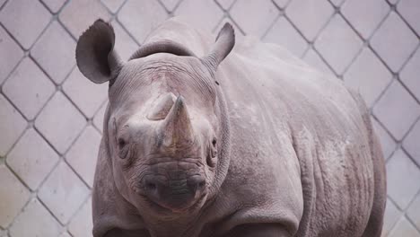 Spitzmaulnashorn-Steht-Vor-Ausstellungswand-Mit-Fliesenmuster