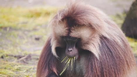 Männlicher-Gelada-Pavianaffe-Mit-Mähne,-Der-Gras-In-Der-Zooausstellung-Frisst