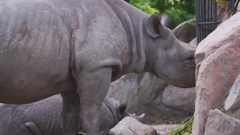 Black-Rhinoceros-slowly-eating-hay-from-iron-cage-in-zoo-exhibit