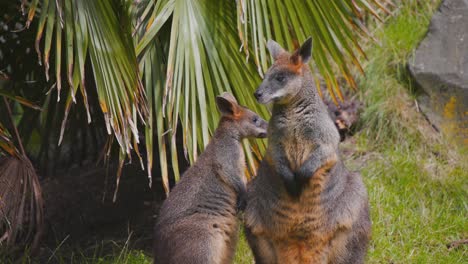 Canguros-Wallaby-De-Pantano-Adultos-Y-Jóvenes-Parados-Debajo-De-Hojas-De-Palma