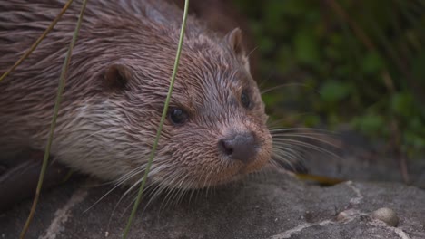 Eurasischer-Fischotter-Mit-Nassem-Fell,-Der-Auf-Felsen-Liegt-Und-Fliegende-Libelle-Bemerkt