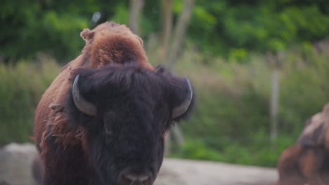 Großer-Häutender-Amerikanischer-Bison,-Der-In-Der-Zooausstellung-Läuft-Und-Auflädt