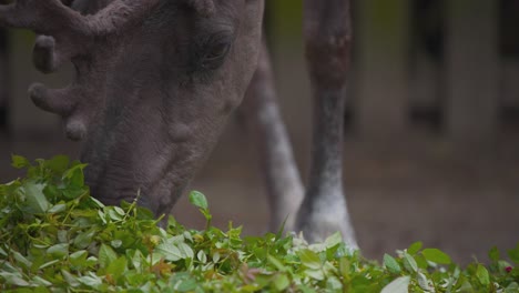 Finnish-Forest-Reindeer-with-antlers-feeding-on-heap-of-green-leaves