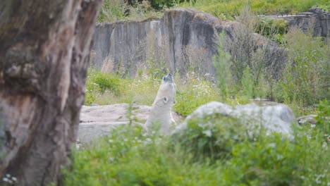 Eisbär,-Der-Aus-Dem-Zoo-Ausstellungsbecken-Auftaucht-Und-Wieder-Hineintaucht