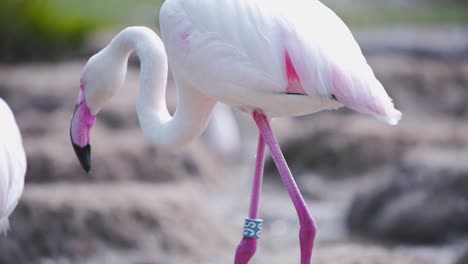 Pink-flamingo-with-tag-on-leg-drinking-water-on-rocky-river-shore