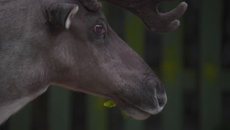 Finnish-Forest-Reindeer-with-antlers-eating-green-leaves-in-wooden-pen